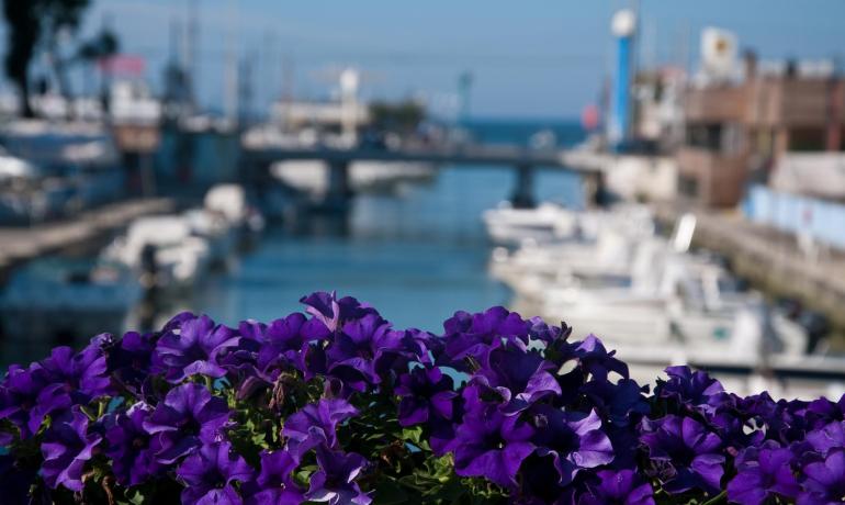 Fiori viola in primo piano, porto sfocato sullo sfondo.