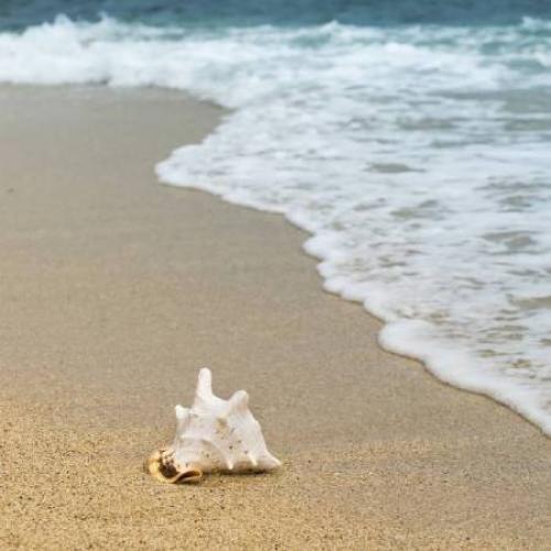 Conchiglia bianca su spiaggia sabbiosa, lambita da onde del mare.